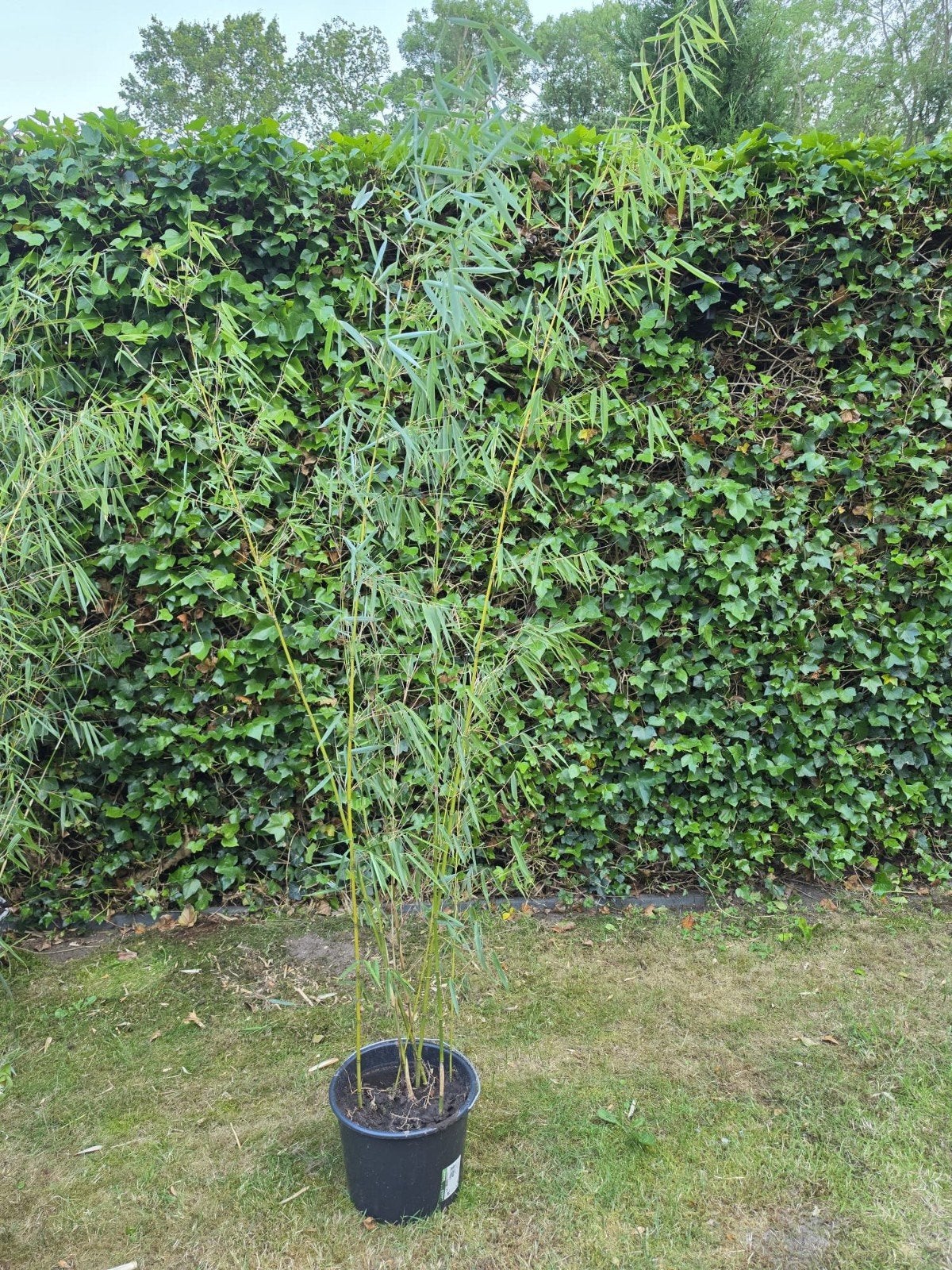 Niet woekerende bamboe (Fargesia Robusta) ruim 200cm hoog, Tuin en Terras, Ophalen of Verzenden, Bamboe, Haag, 100 tot 250 cm