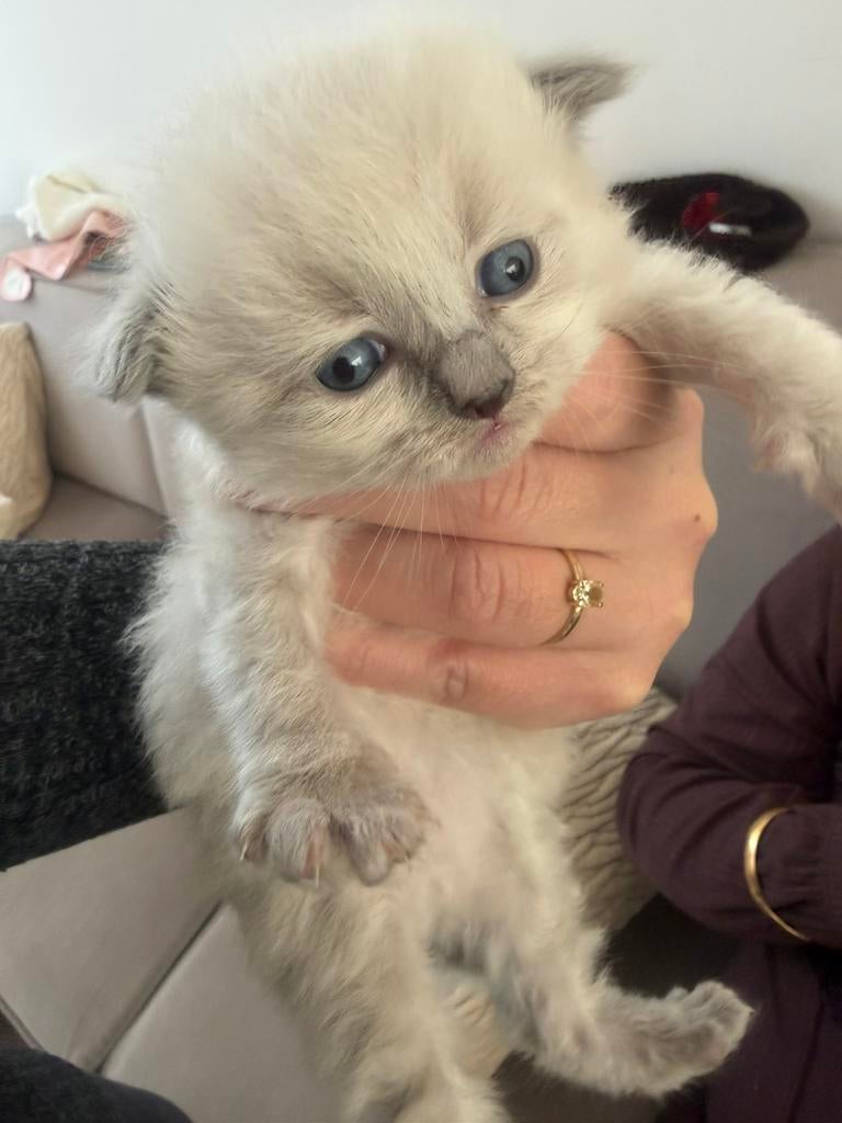 Ragdoll kittens, Dieren en Toebehoren, Katten en Kittens | Raskatten | Langhaar, Geslacht onbekend, Gechipt, 0 tot 2 jaar