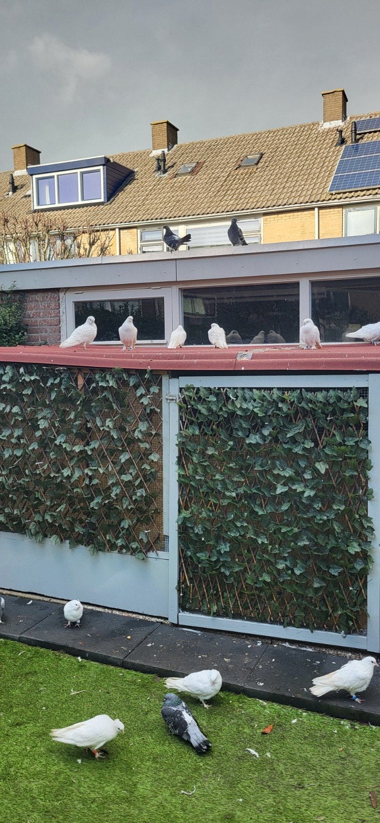 takla goede vliegen en goede spelen, Ophalen of Verzenden, Knikarmscherm