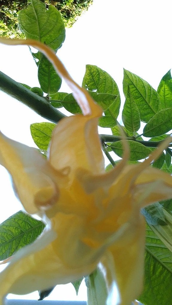 Brugmansia Dubbel Oranje, Tuin en Terras, Planten | Tuinplanten, Volle zon, Vaste plant, Zomer, Ophalen