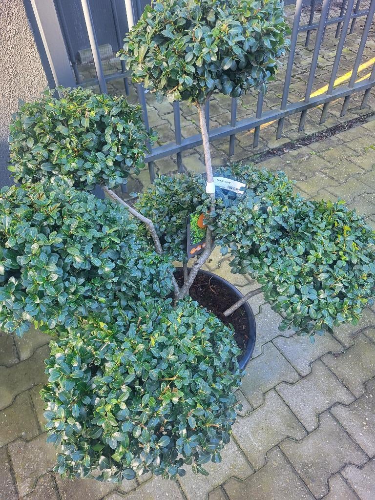 Ilex crenata "Green Lustre" bonsai, Tuin en Terras, Planten | Bomen, Halfschaduw, Overige soorten, Lente, Minder dan 100 cm
