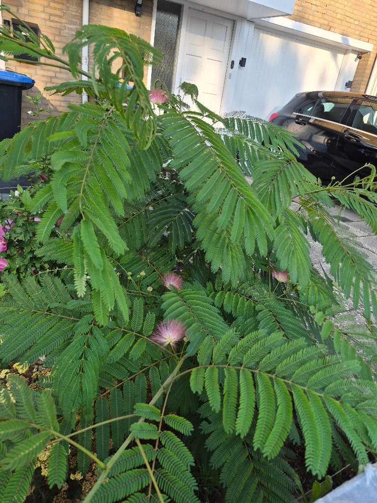 Persische slaapboom, Overige soorten, 100 tot 250 cm, Zomer, Ophalen