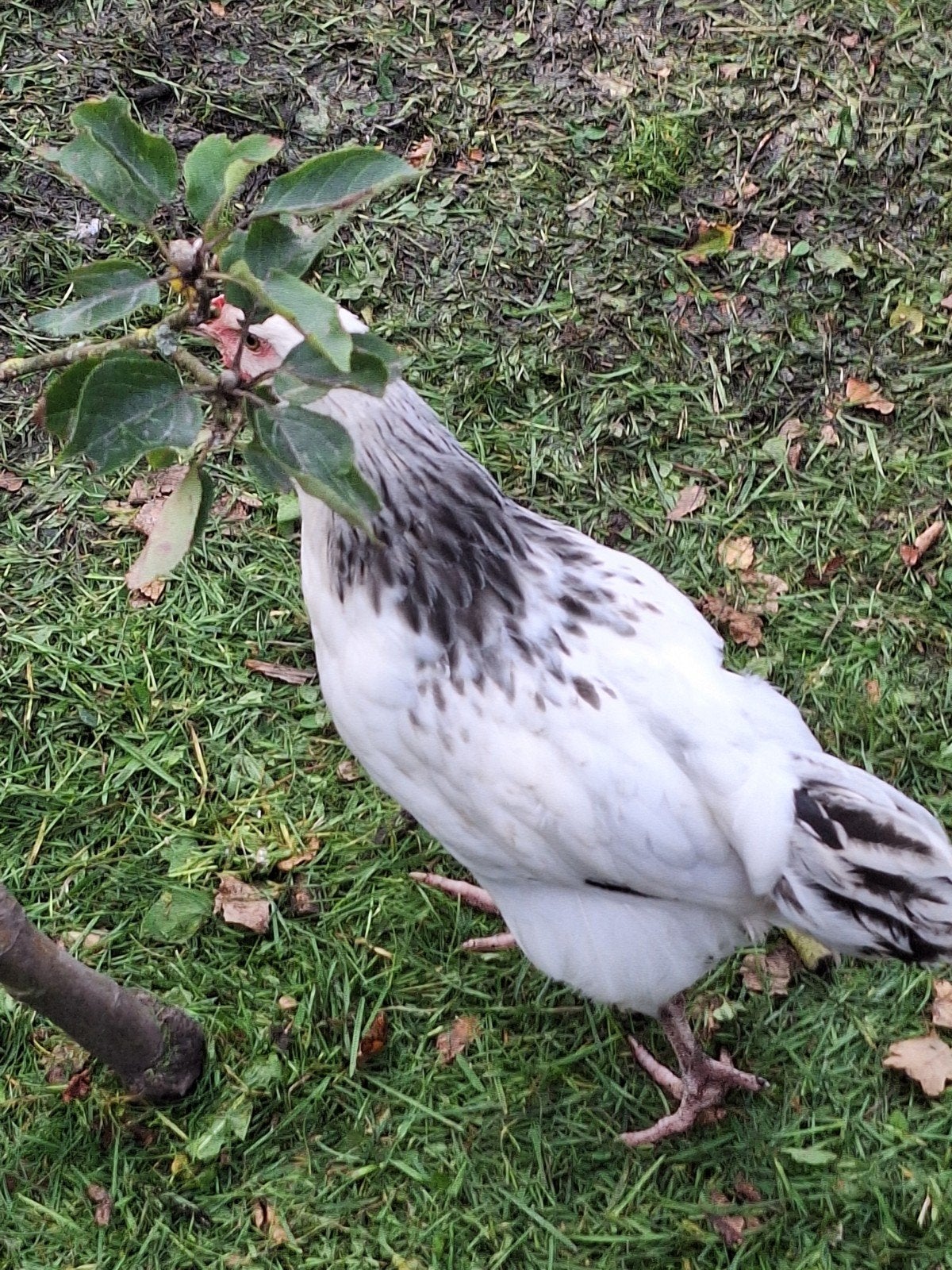 Haan en hen sussex +- 10 weken, Dieren en Toebehoren, Meerdere dieren, Kip