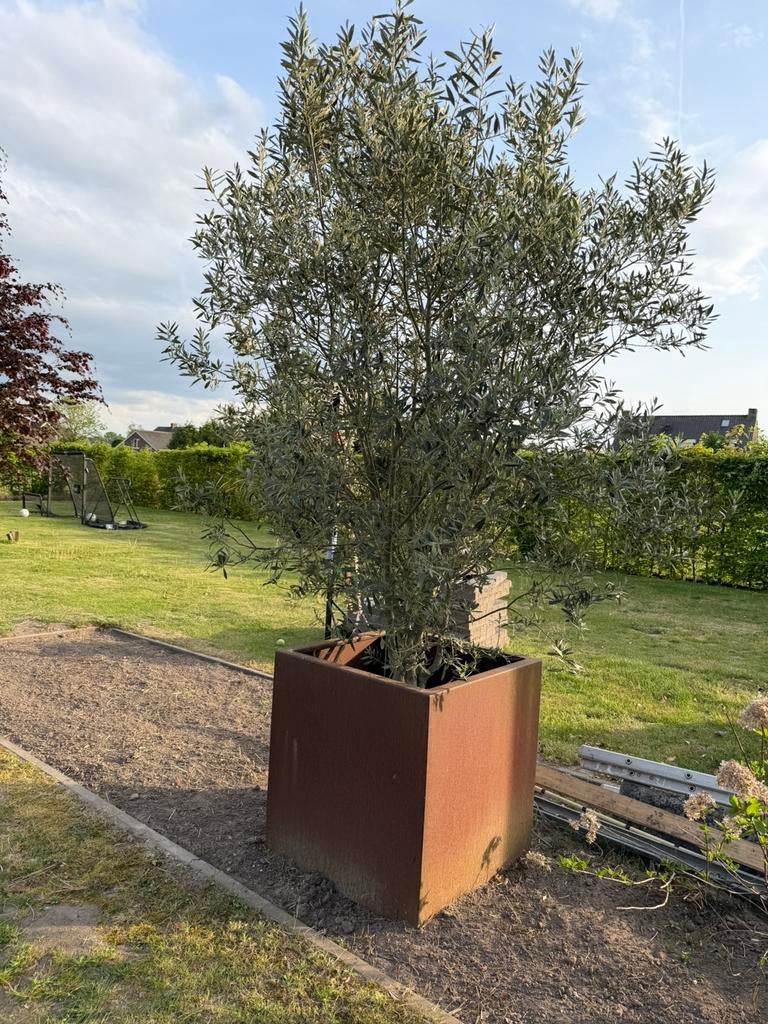 Cortenstalen plantenbakken 75x75x80, Ophalen, Volle zon, Olijfboom, 100 tot 250 cm