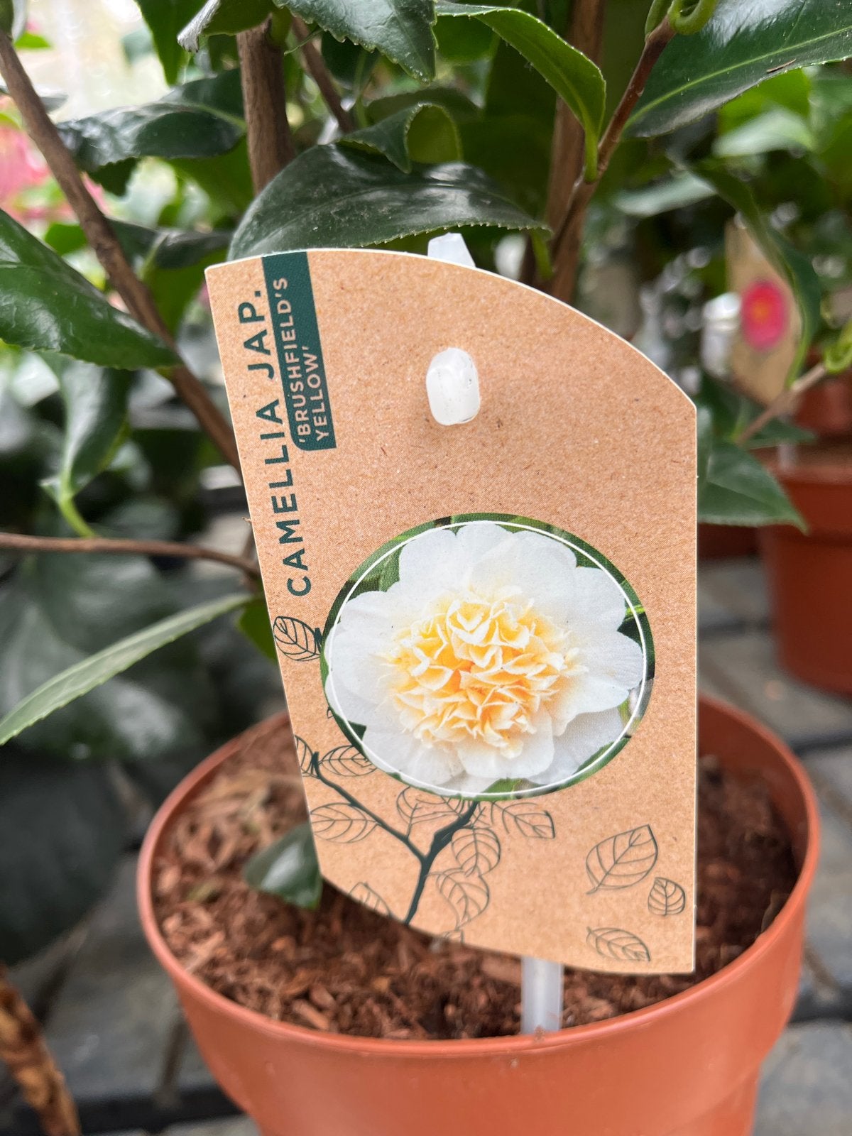 Camellia Jap. 'Brushfield's Yellow' - Prachtige Camelia, Overige soorten, Vaste plant, Ophalen of Verzenden, Halfschaduw