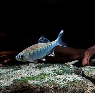 opsarius bakeri (bakerbarbeel) 5X mini forel zalm aquarium, Dieren en Toebehoren, Vis, Zoetwatervis, Schoolvis
