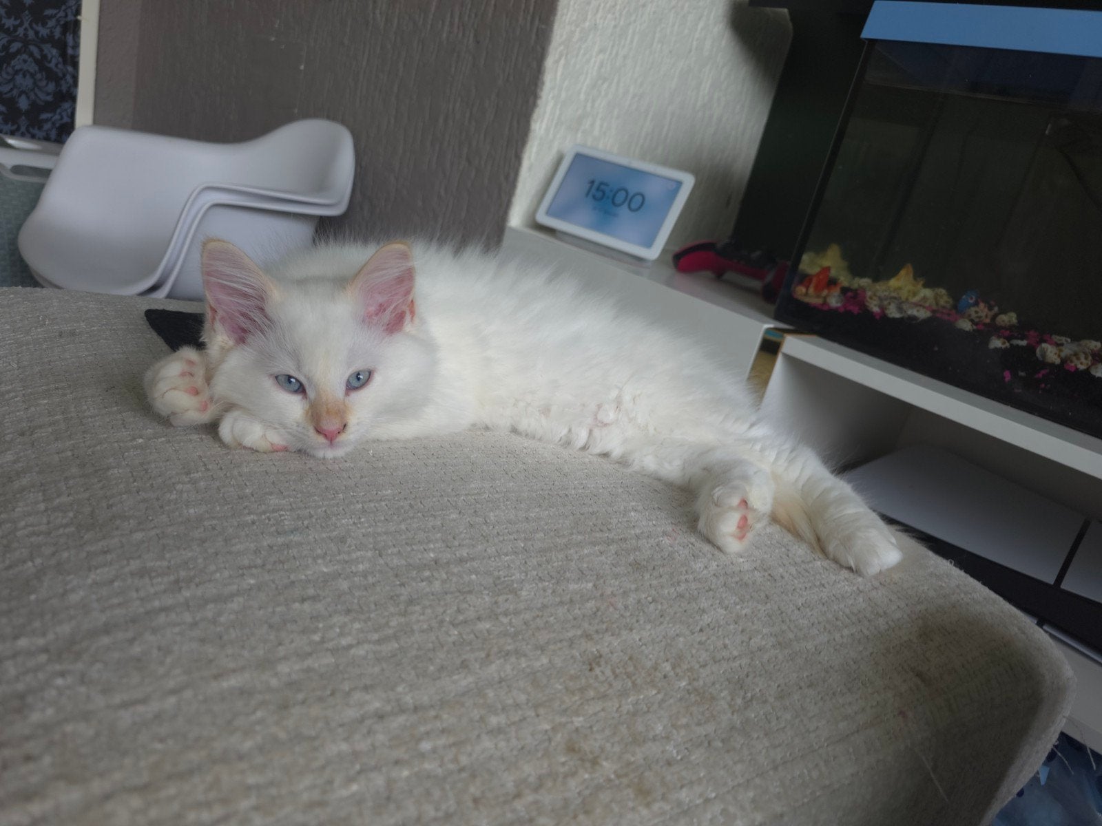 Siberische boskat kittens 2 nog beschikbaar!, Dieren en Toebehoren, Katten en Kittens | Raskatten | Langhaar, Meerdere dieren