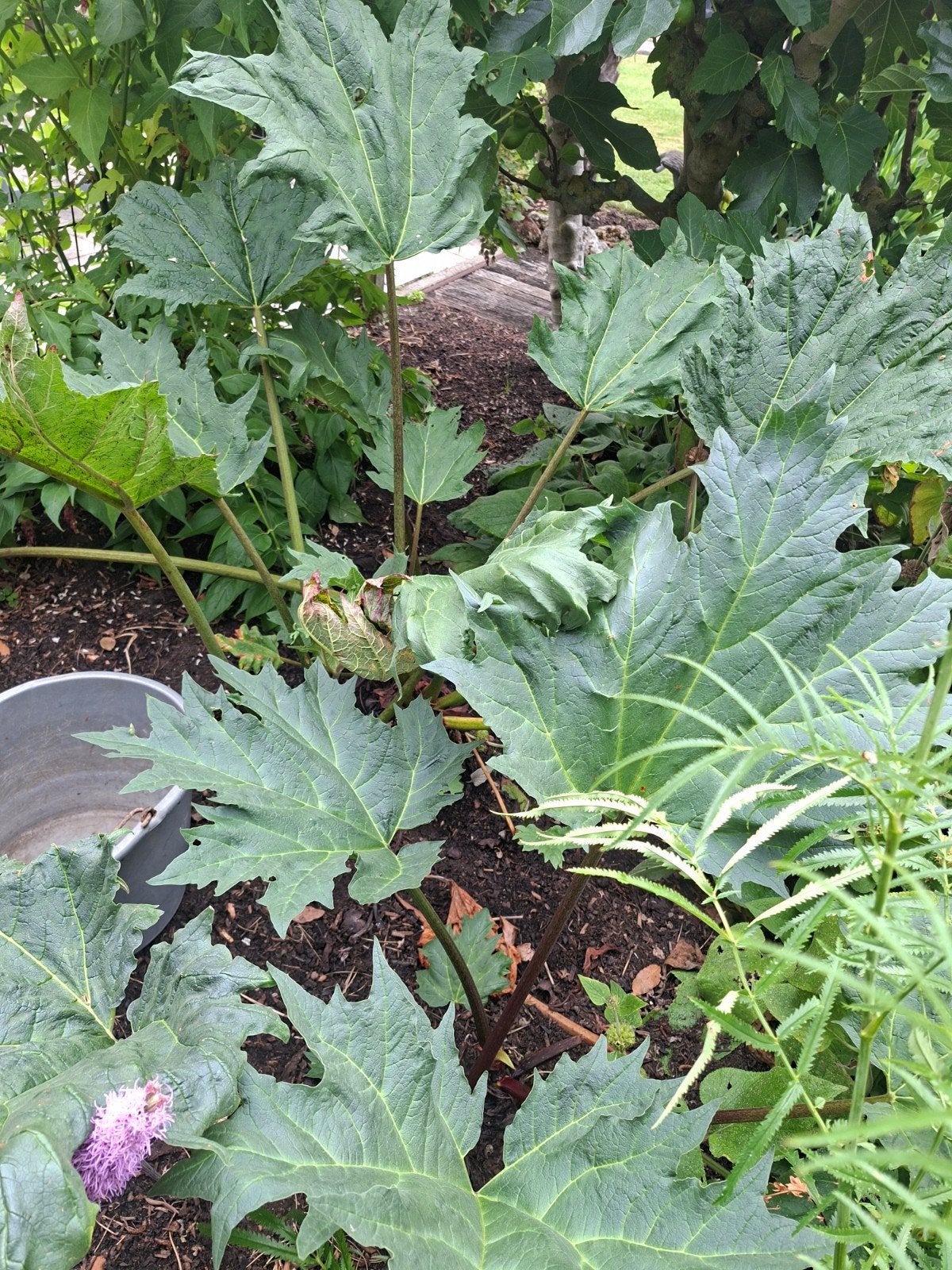 Rheum palmatum, russische sierrabarber, Tuin en Terras, Planten | Tuinplanten, Volle zon, Vaste plant, Zomer, Ophalen