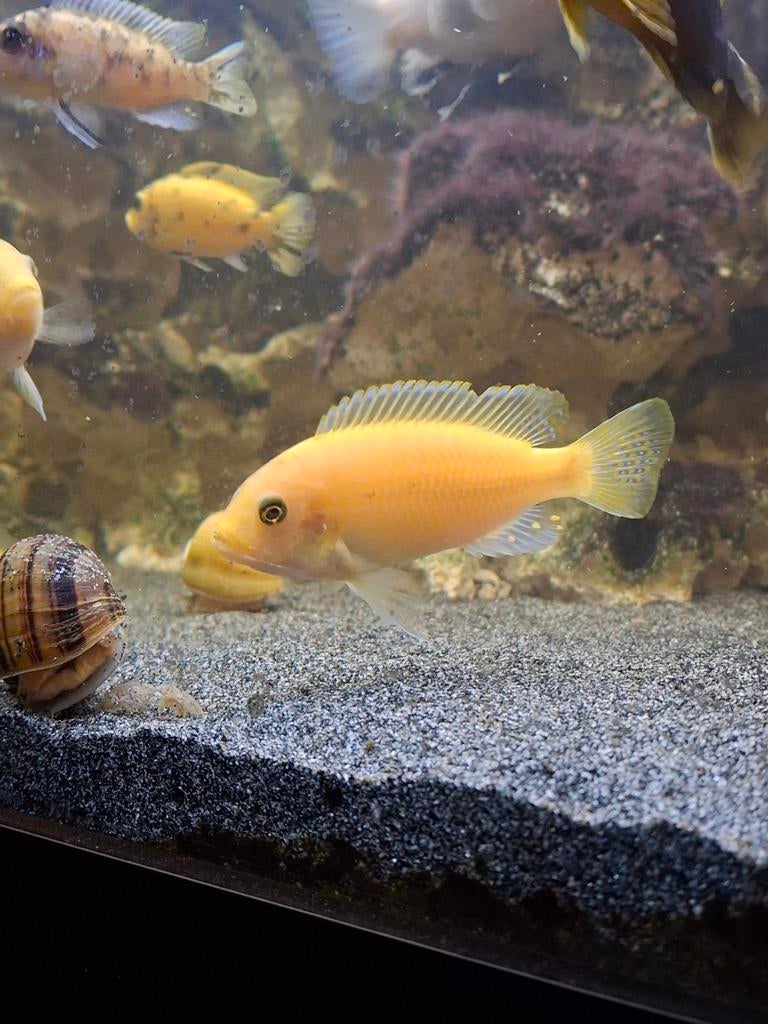Gele malawi's cichliden, Dieren en Toebehoren, Vissen | Aquariumvissen, Vis, Schoolvis