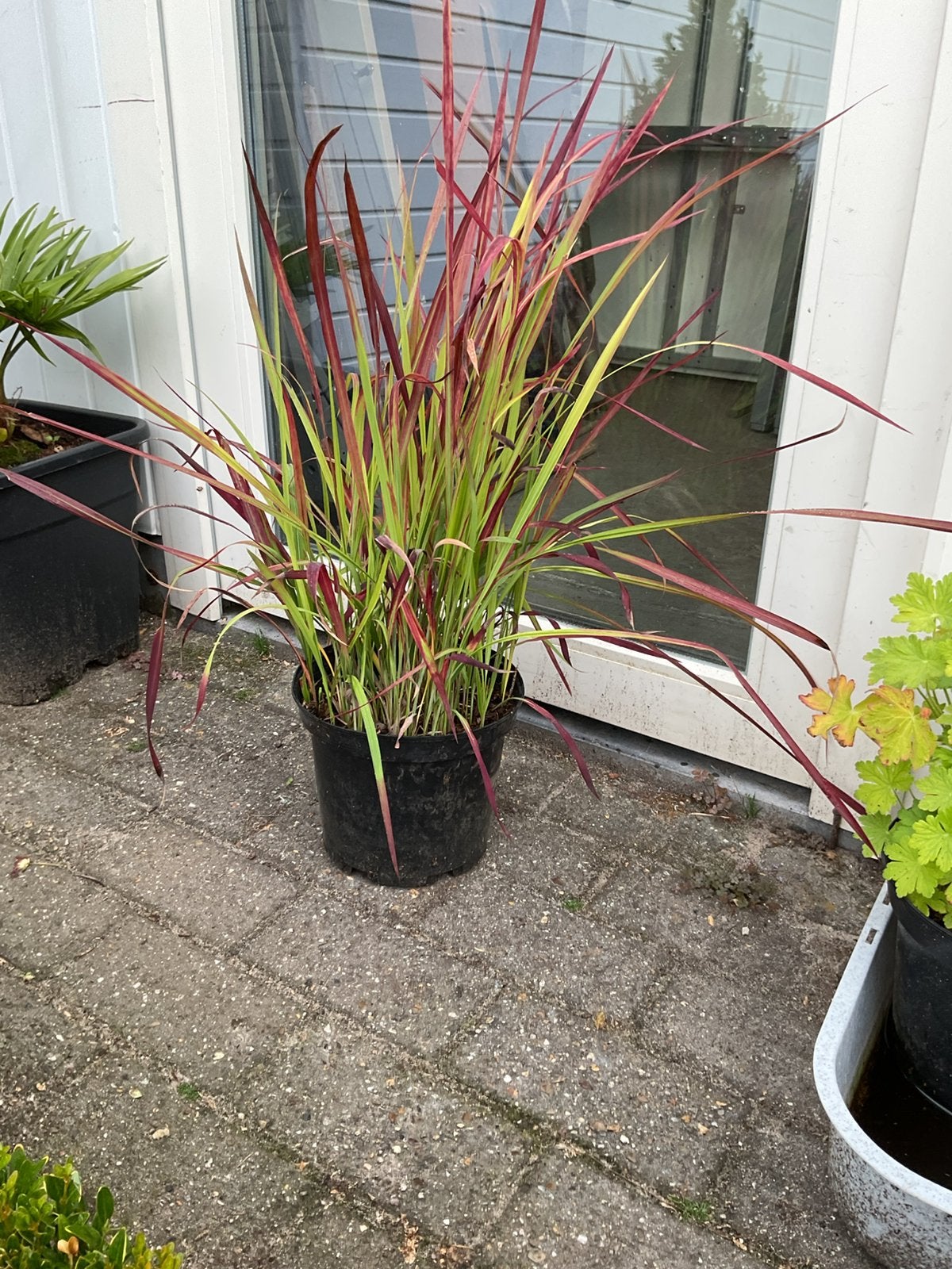 Japans bloedgras red baron, Tuin en Terras, Ophalen, Siergrassen, Volle zon
