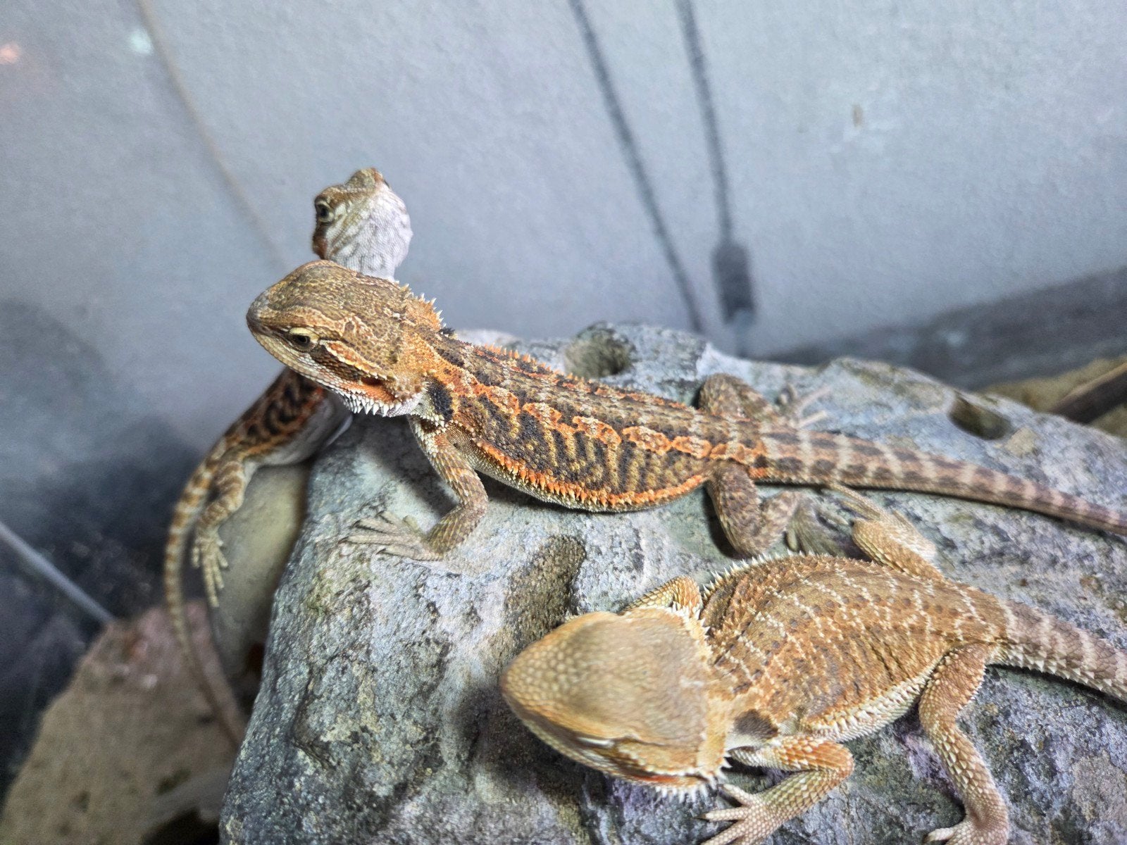 Jonge baardagamen. Verschillende nestjes., Dieren en Toebehoren, Hagedis, Tam, 0 tot 2 jaar