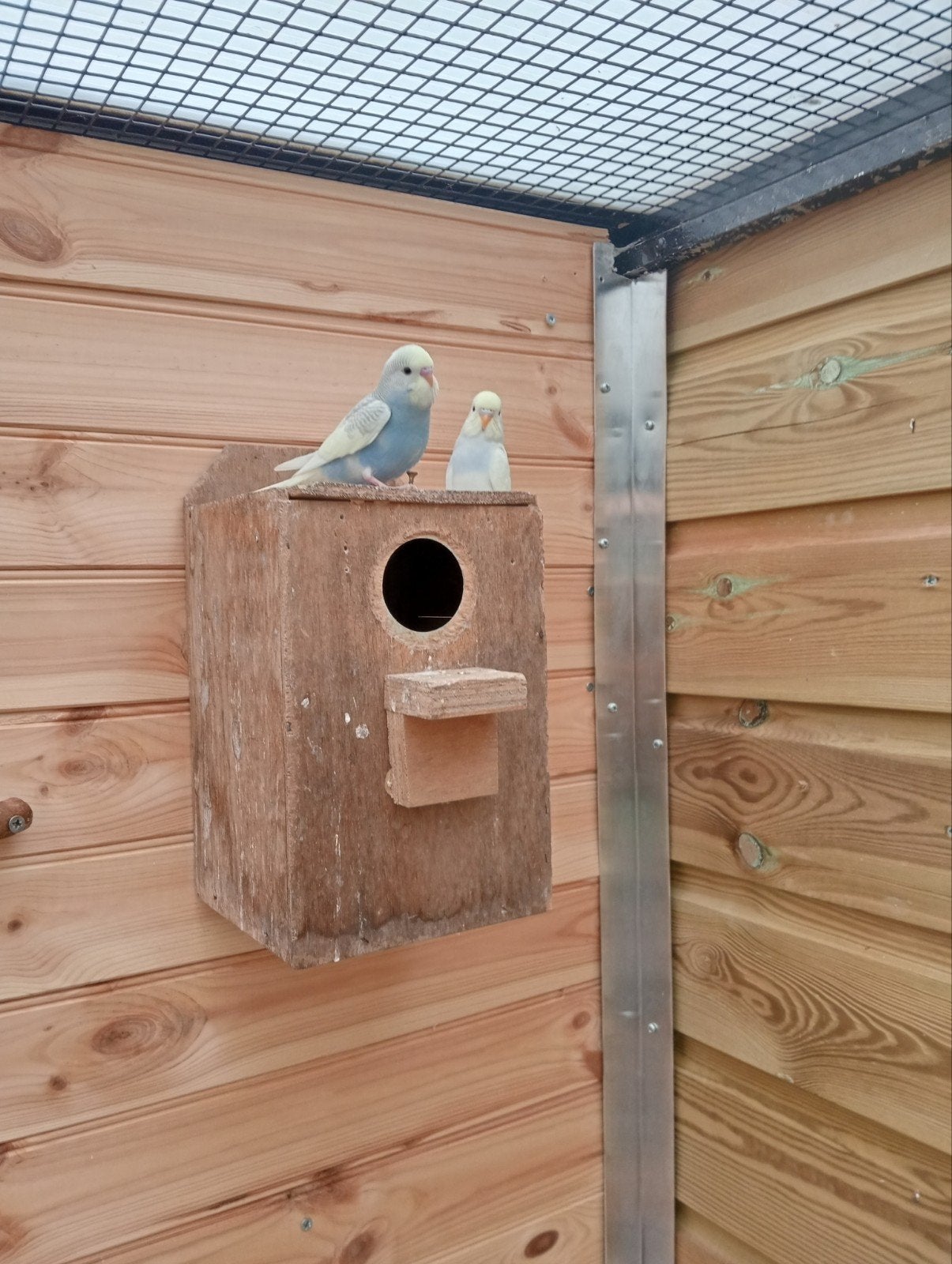 3 jonge parkieten eten zelfstandig, Meerdere dieren, Parkiet