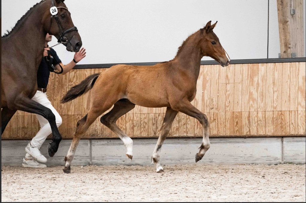 Veelbelovend veulen VAN Real Dream x vivaldi, Dieren en Toebehoren, Minder dan 160 cm, Met stamboom, Niet van toepassing, Dressuurpaard