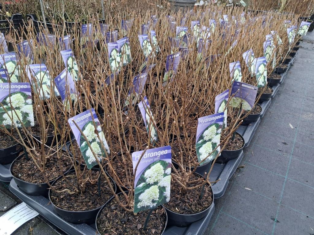 Hydrangea paniculata 'Limelight' - Pluim hortensia, Ophalen of Verzenden, Hortensia, Struik, Minder dan 100 cm