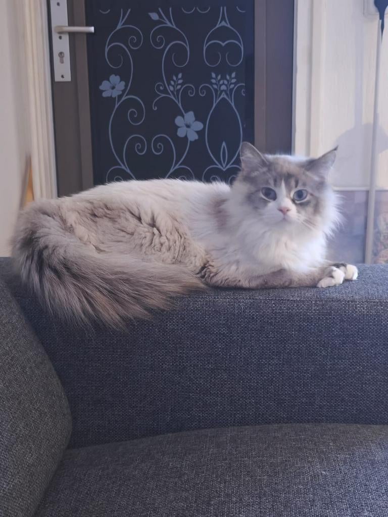 Ragdoll dekkater beschikbaar ( قط راغدول للتزاوج)