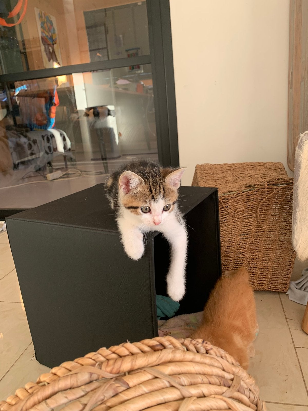 Kittens zoeken gezellig liefdevol huisje, Poes, Ontwormd, 0 tot 2 jaar