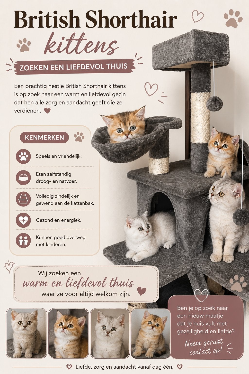 British Shorthair kittens zoeken een liefdevol thuis, Dieren en Toebehoren, Kater, Kortharig, 0 tot 2 jaar