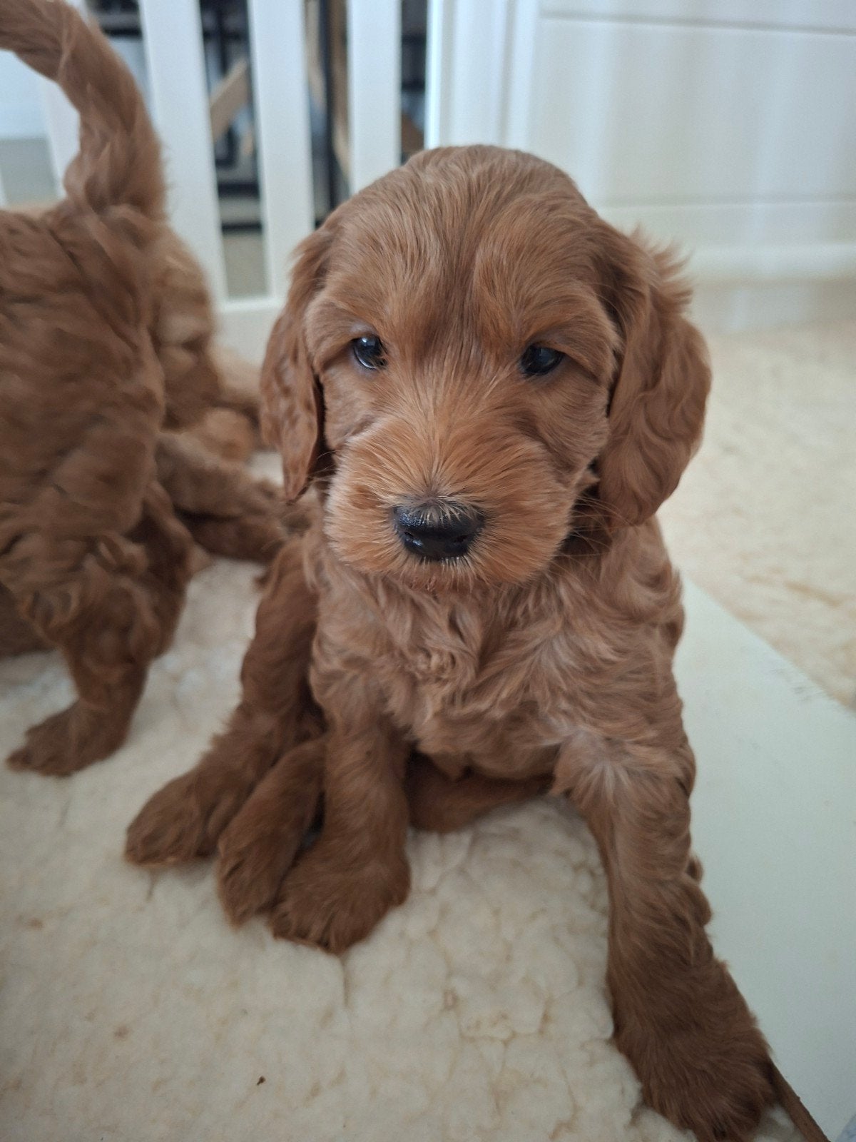 Australian Labradoodle pups – WALA geregistreerd, Parvo, 8 tot 15 weken, Meerdere, Meerdere dieren