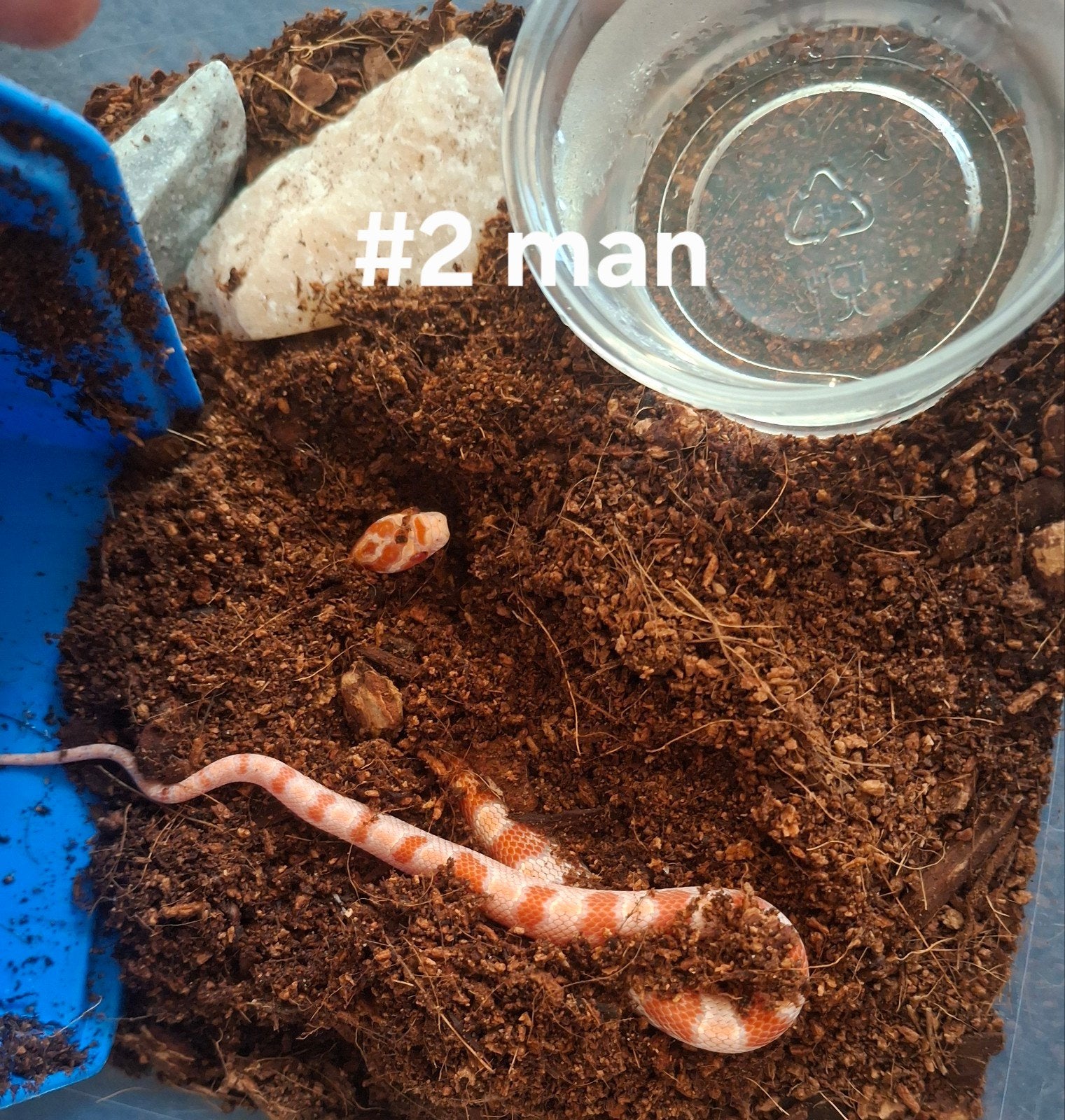 rattenslang nakweek 2026 Pantherophis guttatus, Slang, 0 tot 2 jaar