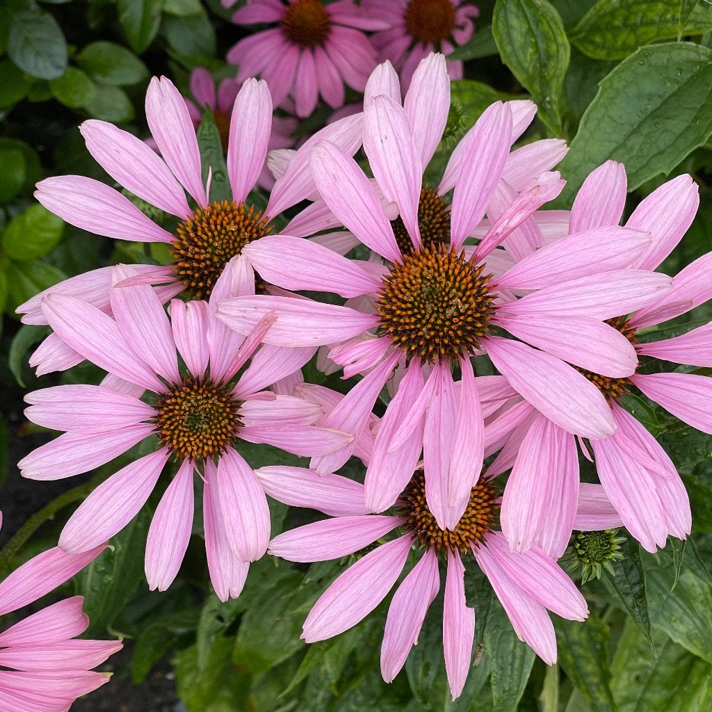Zaden zonnehoed roze (Echinacea purpurea ‘Magnus’), Ophalen of Verzenden, Najaar, Volle zon, Zaad