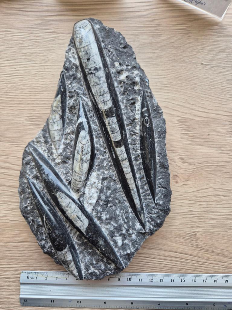 Fossiele Pijlstaart Inktvis uit Marokko, Verzamelen, Mineralen en Fossielen, Fossiel, Ophalen of Verzenden
