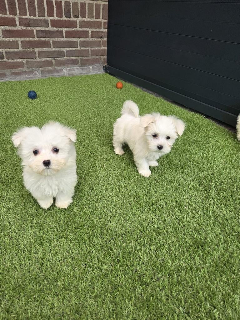 Hele leuke speelse Maltezer / Malthezer pups, Parvo, Maltezer, Nederland, 8 tot 15 weken