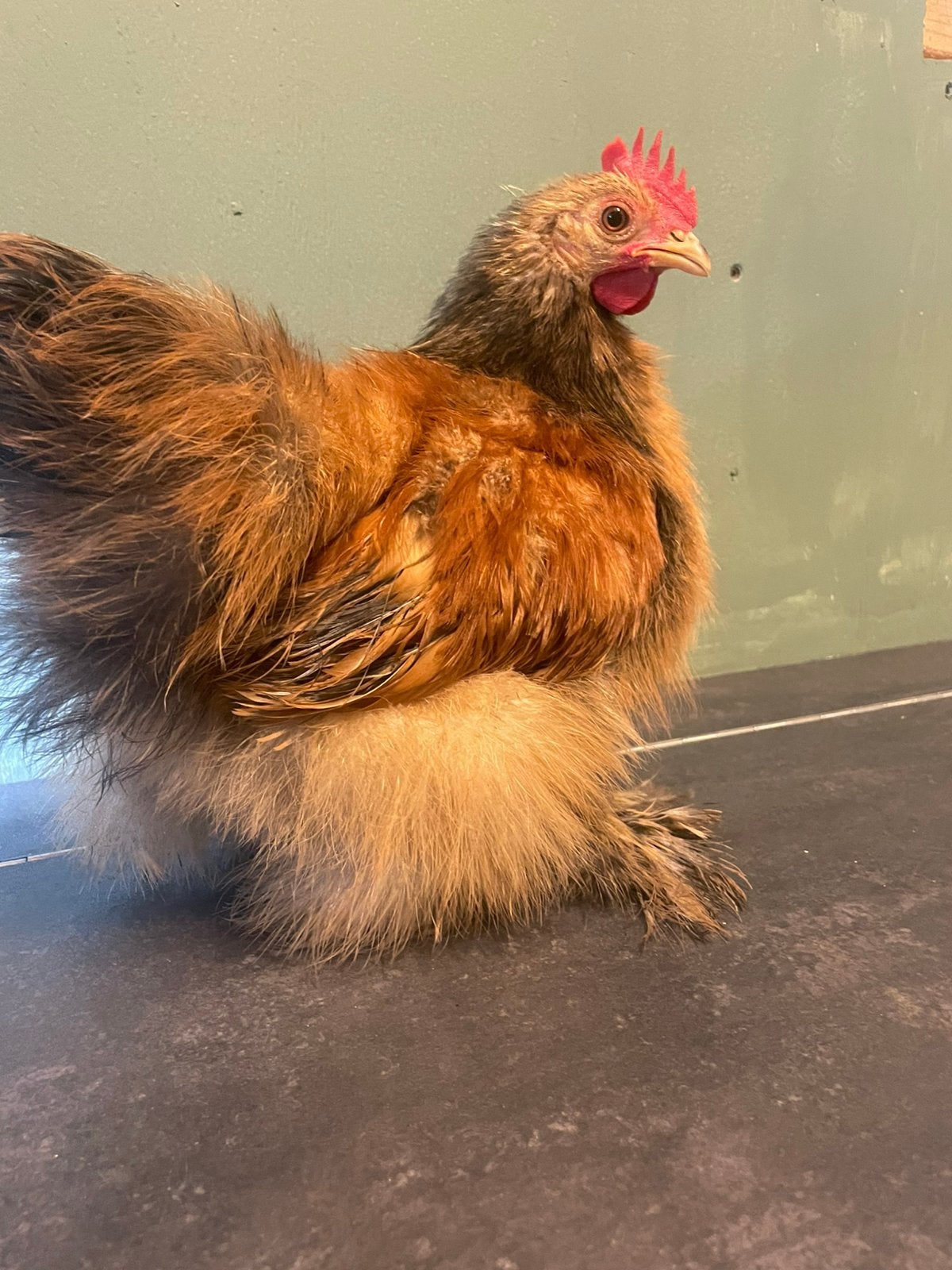 Goudkleurig handtam Cochinkrielhaantje met bijzondere veren, Mannelijk, Kip