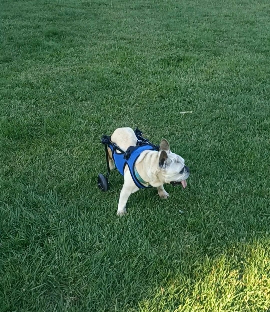 Honden rolstoel small, Ophalen, Gebruikt