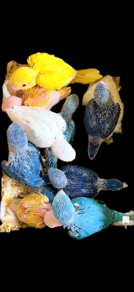 halsbandpakieten baby's, Ophalen of Verzenden, Nieuw, Hout, Vogelkooi