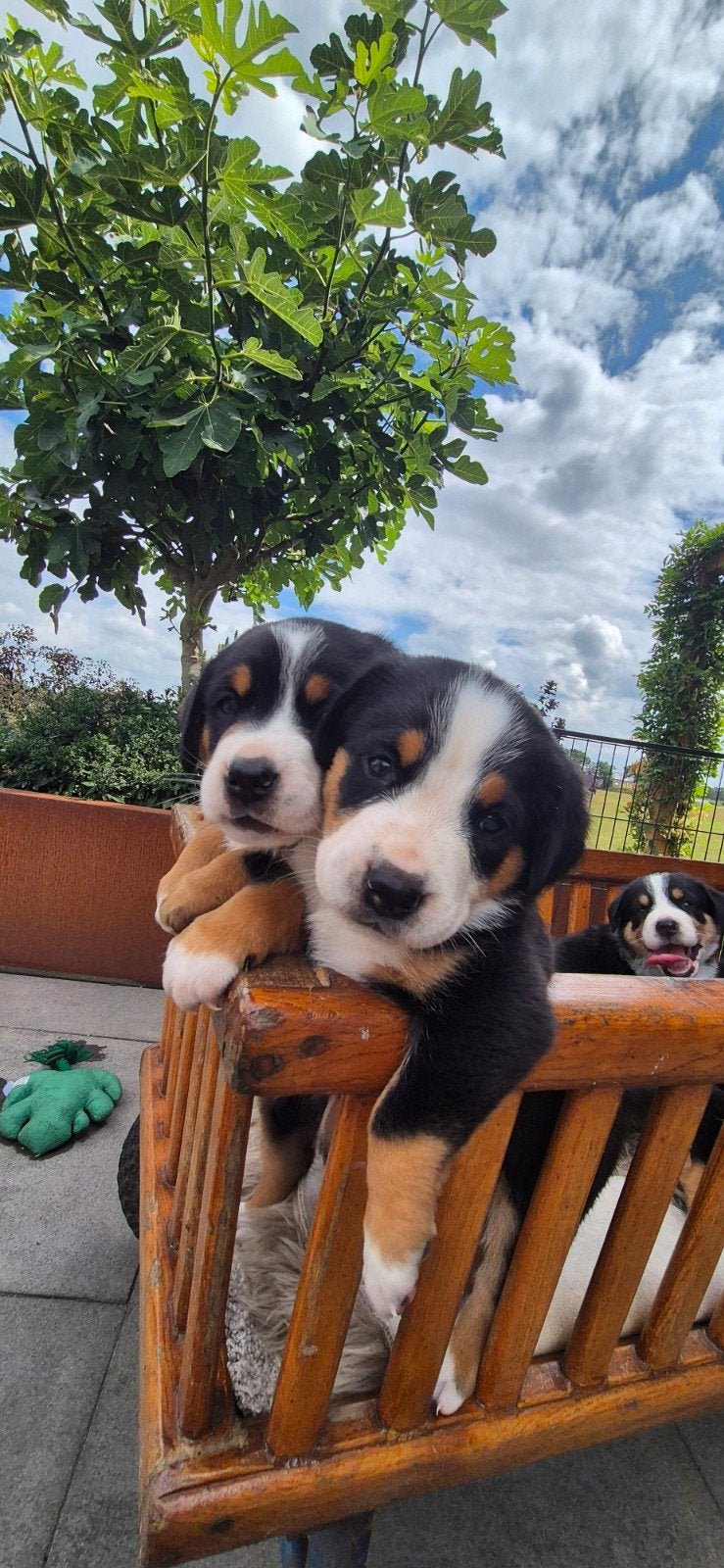 Prachtige Raszuivere Grote Zwitserse Sennen pups, Overige rassen, 8 tot 15 weken, Meerdere, Meerdere dieren