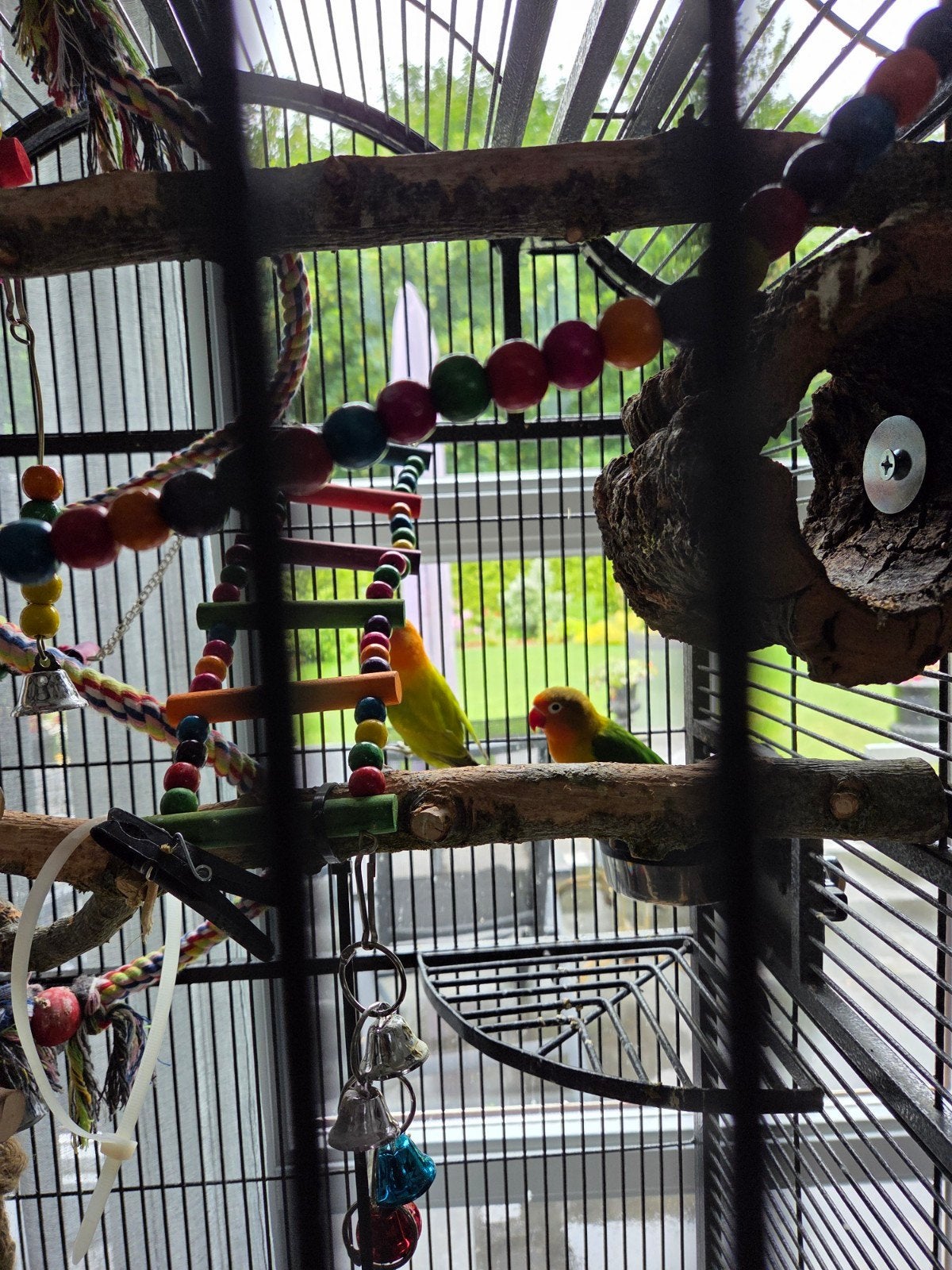 Agapornissen te koop, Meerdere dieren, Dwergpapegaai of Agapornis