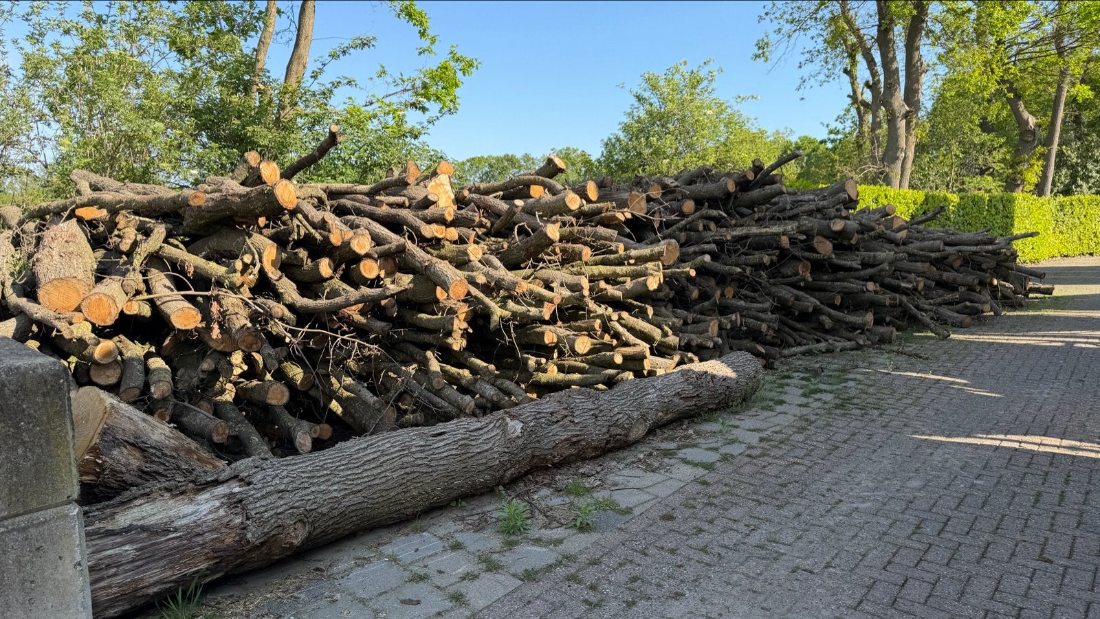Grote partij eiken- en berkenhout op stam, zon gedroogd, 6 m³ of meer, Ophalen, Eikenhout, Stammen