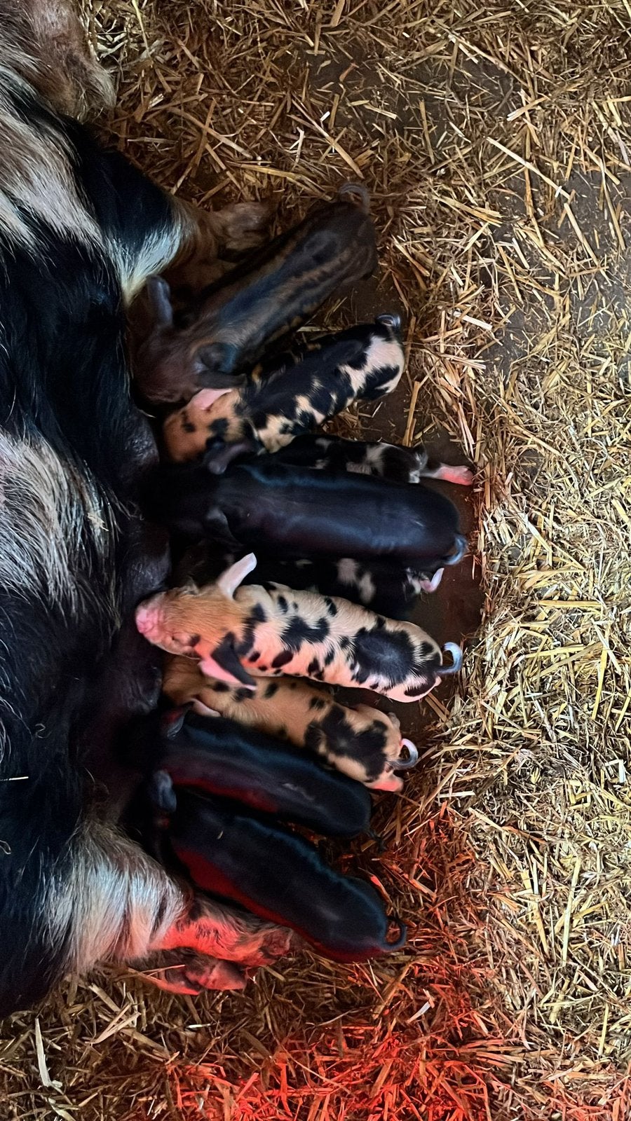 Prachtige  Kunekune biggen., Dieren en Toebehoren, Schapen, Geiten en Varkens, Meerdere dieren, Varken