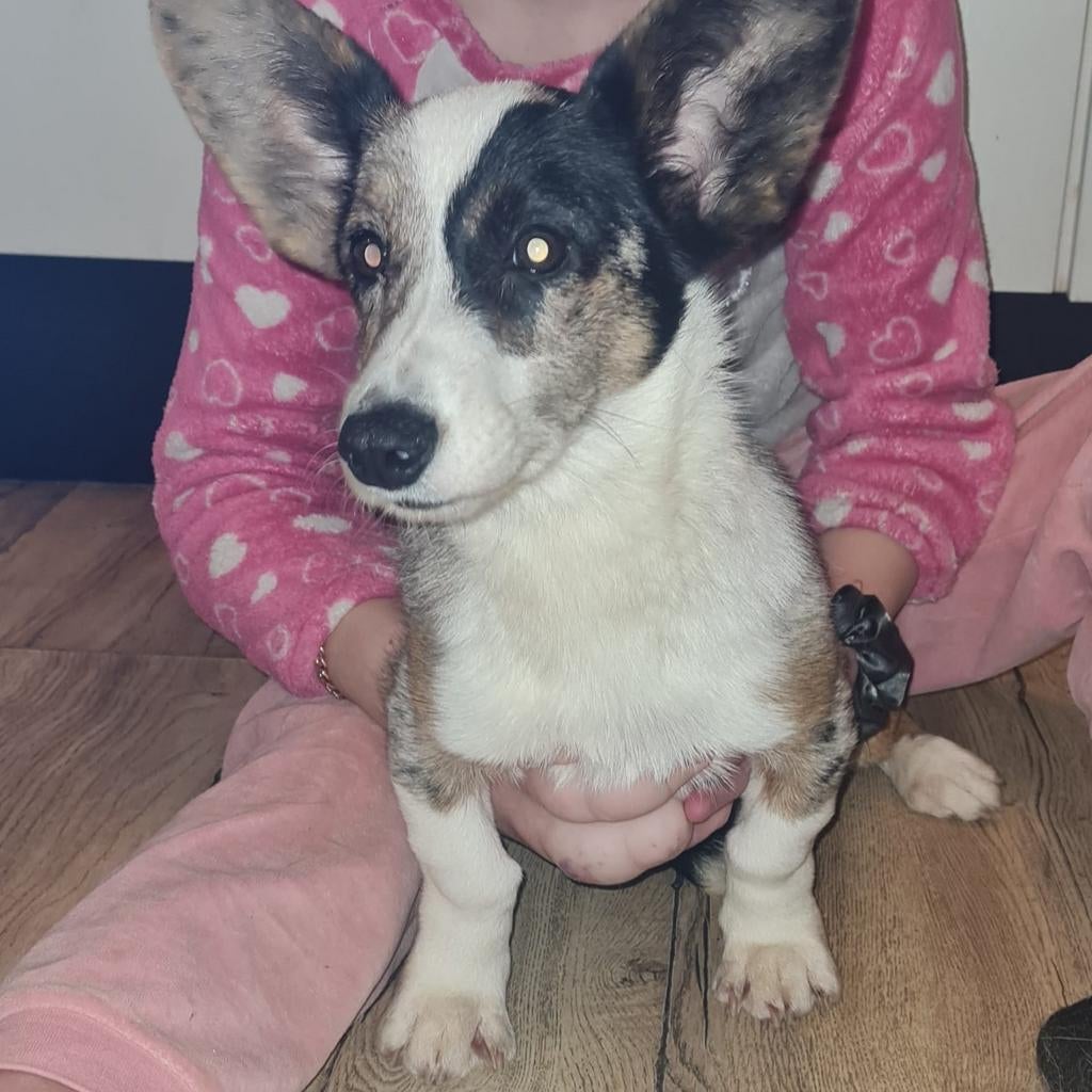 Corgi teef zoekt gouden mandje, Dieren en Toebehoren, Honden | Herdershonden en Veedrijvers, Parvo, 15 weken tot 1 jaar, Teef