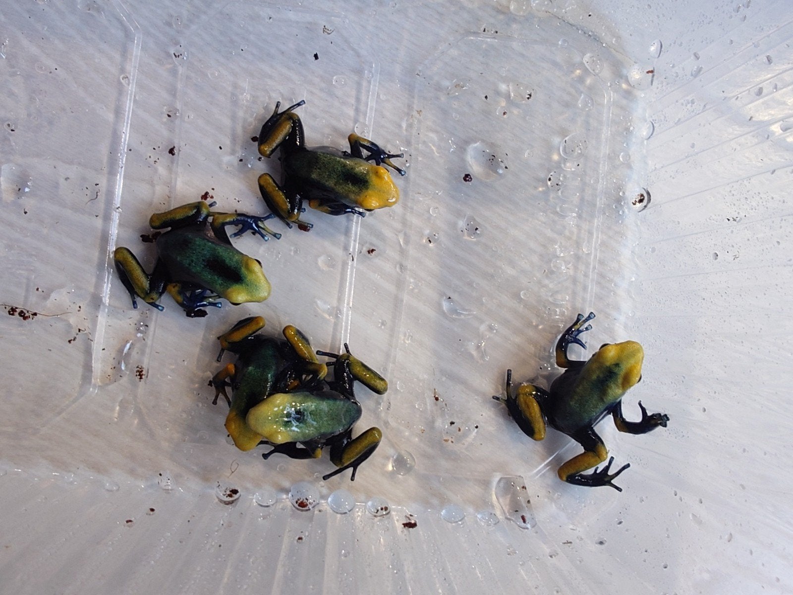 Dendrobates tinctorius tumucumaque, Dieren en Toebehoren, Amfibie, 0 tot 2 jaar