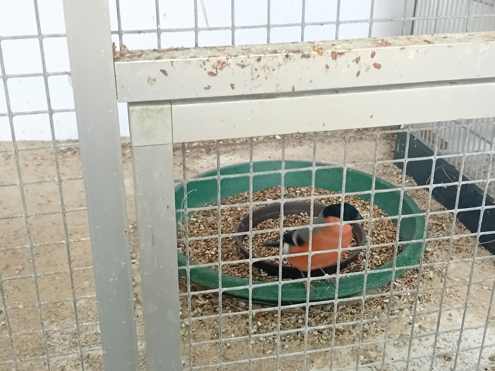 KOPPEL GOUDVINKEN, Meerdere dieren