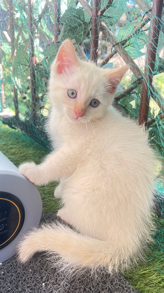 Siamese Kitten, Dieren en Toebehoren, Katten en Kittens | Raskatten | Korthaar, Poes, 0 tot 2 jaar