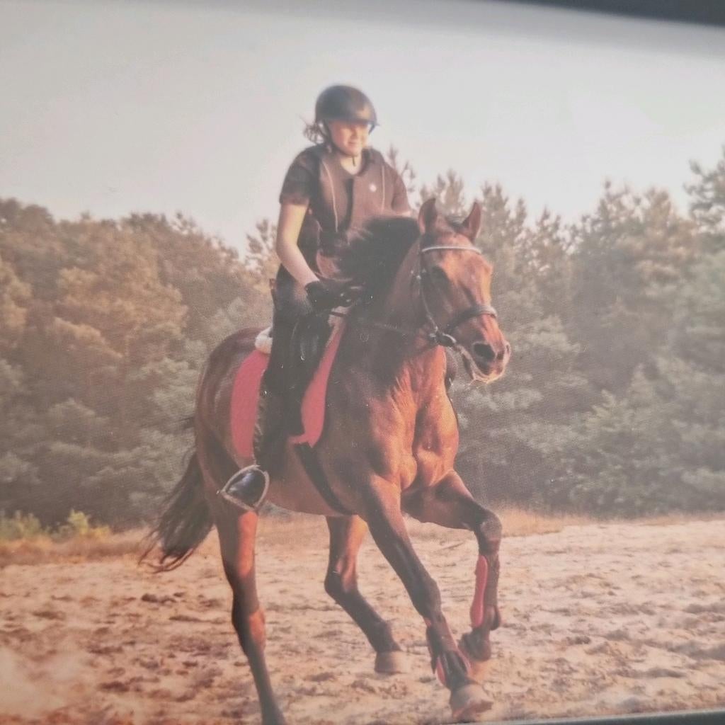 Verzorg paard/pony gezocht, Ophalen of Verzenden