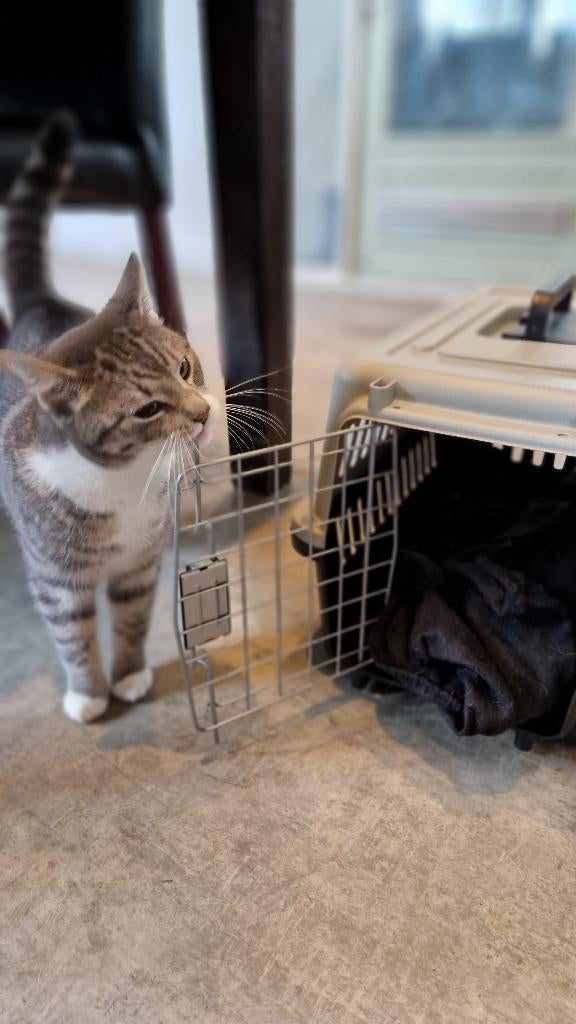Katten Reismanden te koop, Ophalen, Nieuw