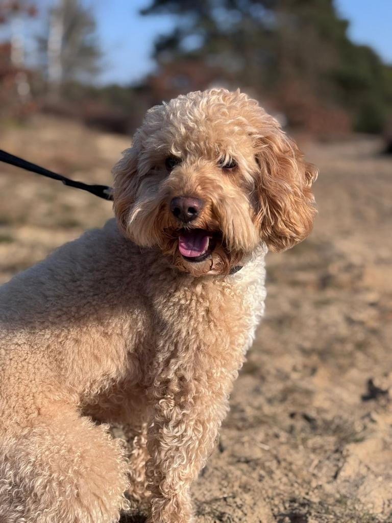 Dekreu Labradoodle mini, Dieren en Toebehoren, Honden | Dekreuen, Reu, Parvo, Eén hond, 3 tot 5 jaar
