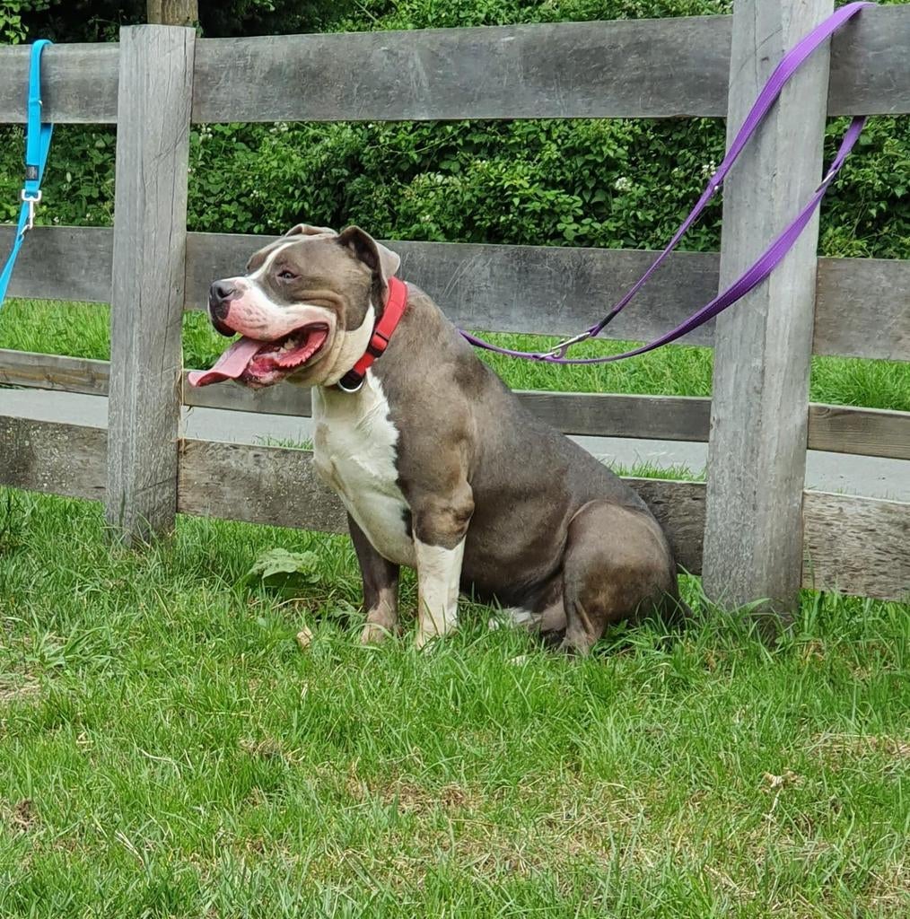 American bully  dekreu   xl bully, Nederland, 1 tot 2 jaar, Parvo, Eén hond
