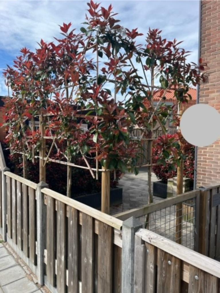 Glansmispel, Leiboom Photinia Nu 10% korting Vanaf € 108,=, Leiboom, Halfschaduw, Lente, 250 tot 400 cm