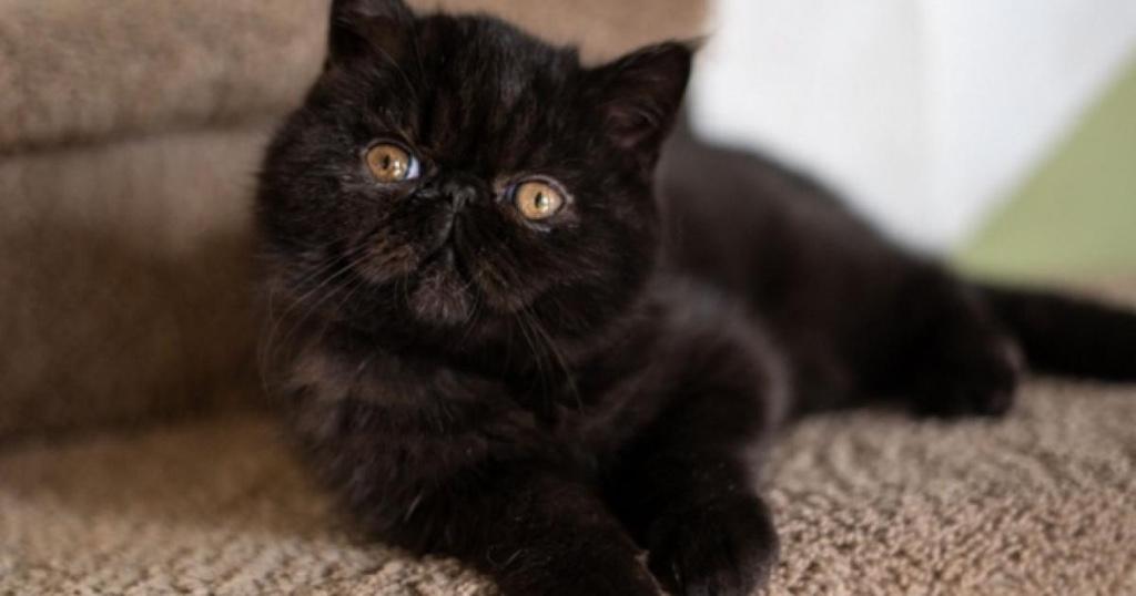Gezocht naar Perziche kitten, Dieren en Toebehoren, Katten en Kittens | Raskatten | Langhaar, Poes, Met stamboom, 0 tot 2 jaar