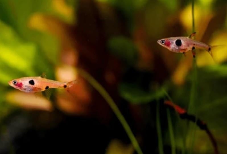 Dwergrasbora Boraras maculatus - Gevlekte Rasbora 1,5-2 cm, Dieren en Toebehoren, Vis