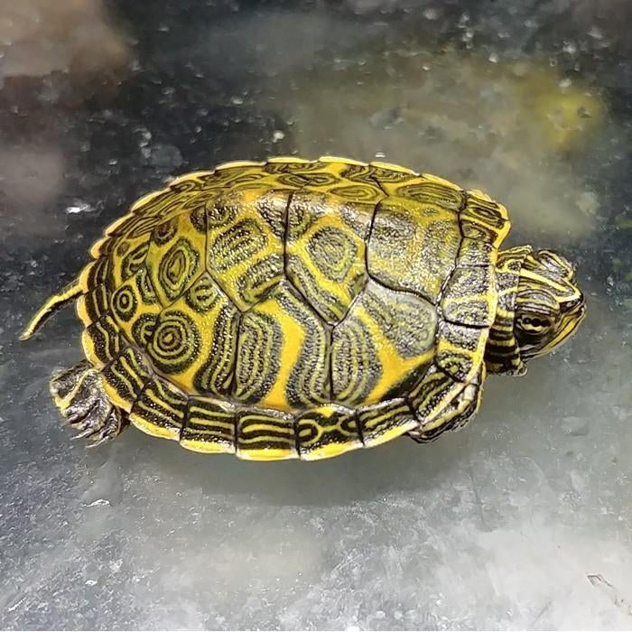 Pseudemys nelsoni, Dieren en Toebehoren, Schildpad, 0 tot 2 jaar