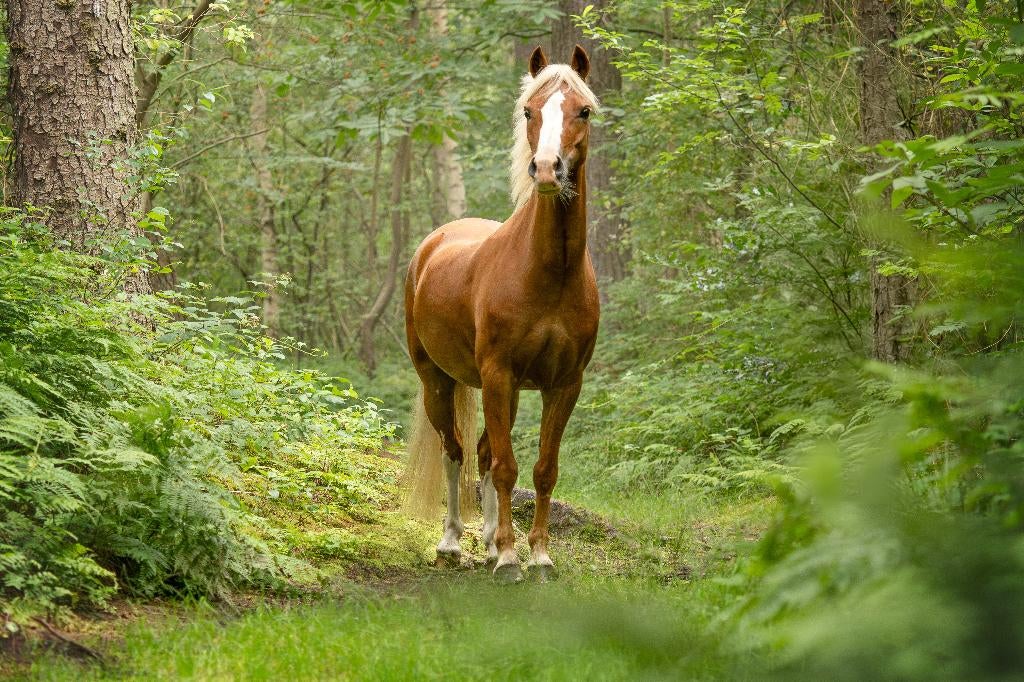 Welsh merrie met power- L niveau mennen, Dieren en Toebehoren, L, B pony (1.17m tot 1.27m), 11 jaar of ouder, Tuigpony