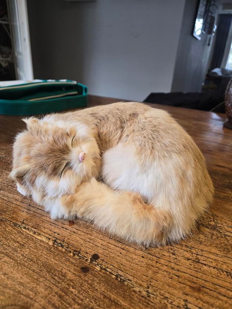 Cat deco, Dieren en Toebehoren, Ophalen, Nieuw