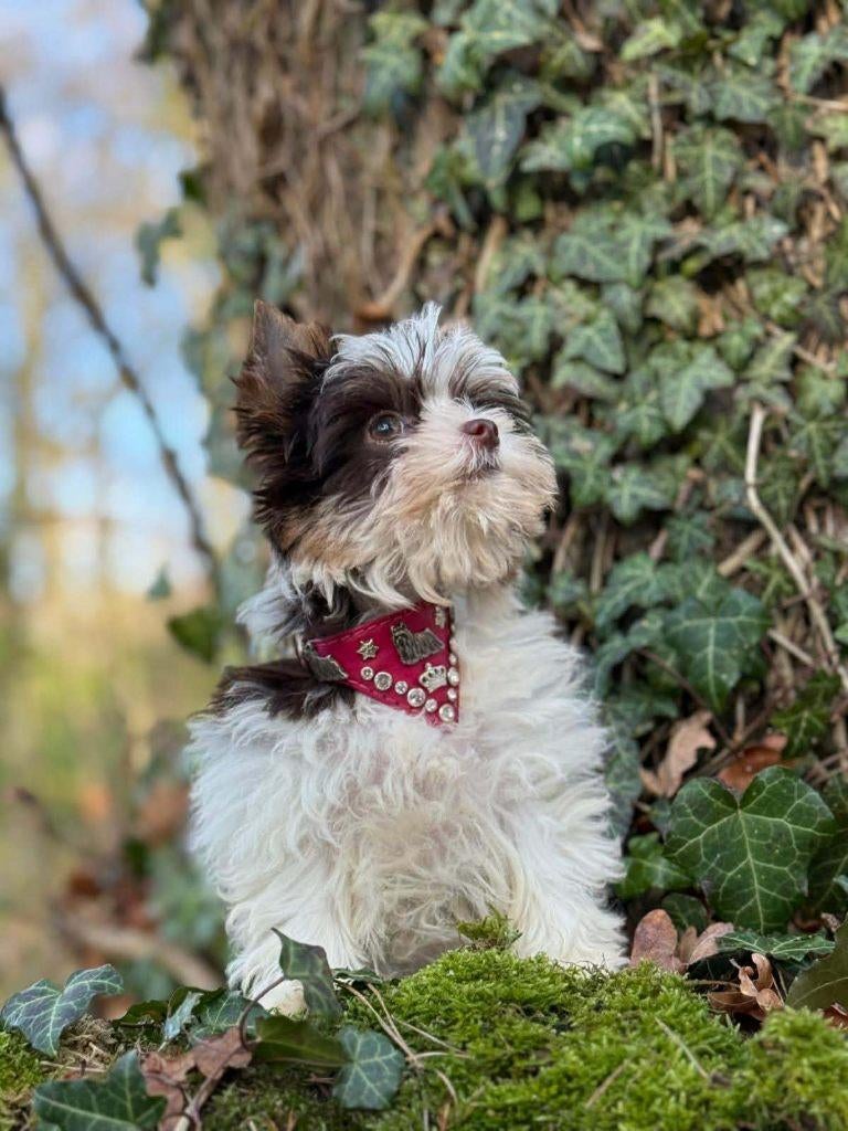 Yorkshire Terriër Biro xxs Tacup meisje, Dieren en Toebehoren, Honden | Jack Russells en Terriërs, Teef, Yorkshire Terriër, Fokker | Hobbymatig
