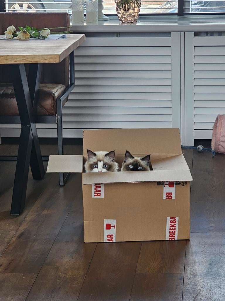 Huisje gezocht voor 2 prachtige ragdolls, Meerdere dieren, 0 tot 2 jaar