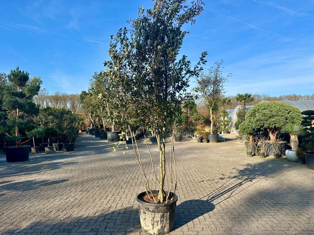 Meerstammige steeneik natuurlijke groeivorm ( Quercus ilex), 250 tot 400 cm, Zomer, Volle zon, In pot